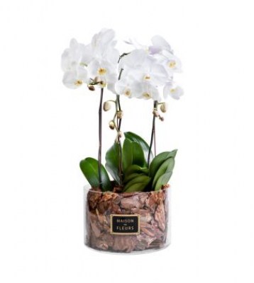 440_-_3_white_orchids_in_30x20cm_clear_round_acrylic_box